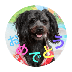 [LINEスタンプ] ミックス犬チワプー2