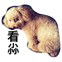 [LINEスタンプ] Poodle princess - ballball