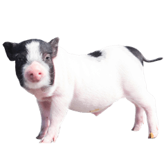 [LINEスタンプ] miniature pig