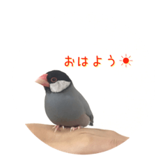 [LINEスタンプ] 文鳥スタンプ わさびとつみれ