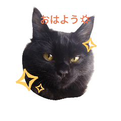 [LINEスタンプ] 黒ネコ