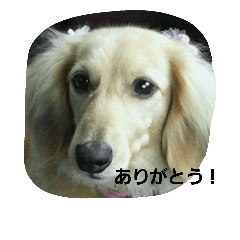 [LINEスタンプ] Chiba dog