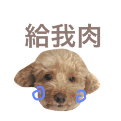 [LINEスタンプ] mango is a dog