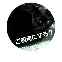 [LINEスタンプ] sasacat