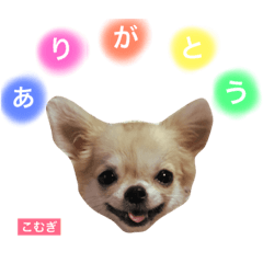 [LINEスタンプ] こむぎっつぁん②