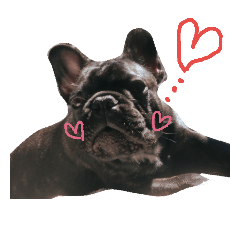 [LINEスタンプ] French Bull of Ganmo-kun