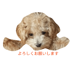 [LINEスタンプ] sakura dog sakura