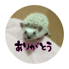 [LINEスタンプ] ハリネズミのプリンちゃん