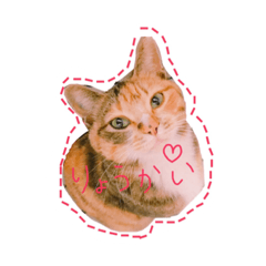 [LINEスタンプ] うちのみけにゃん