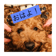 [LINEスタンプ] my name is koro