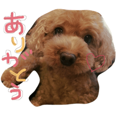 [LINEスタンプ] りんちゃんのすたんぷ