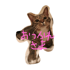 [LINEスタンプ] ジダンくんのスタンプz