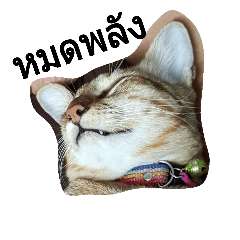 [LINEスタンプ] Lovly Cat