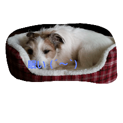 [LINEスタンプ] JackRussellTerrier