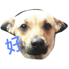 [LINEスタンプ] MUCHU is cute doggy