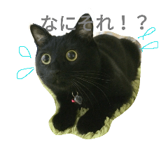 [LINEスタンプ] さくらちゃんの猫、日常で使える言葉