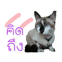 [LINEスタンプ] Meae Meaw.