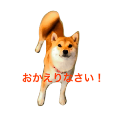 [LINEスタンプ] 豆柴犬しえるさま 3