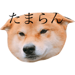 [LINEスタンプ] 柴犬 ぶー