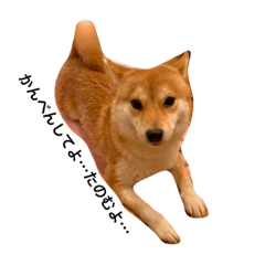 [LINEスタンプ] 豆柴犬しえるさま 4