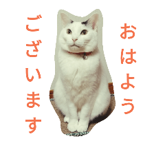 [LINEスタンプ] まろにゃんの毎日