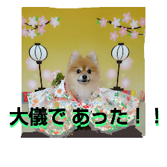 [LINEスタンプ] コスプレ ポメラニアン Duffy9 江戸編