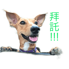 [LINEスタンプ] Bibi  Dog