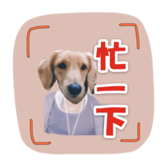 [LINEスタンプ] The language of everyday life