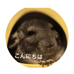 [LINEスタンプ] chinchilla STAMP