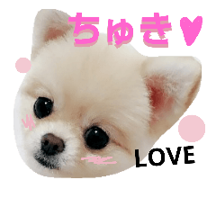 [LINEスタンプ] リアルDOG ポメラニアンCOCO まだ赤ちゃん2