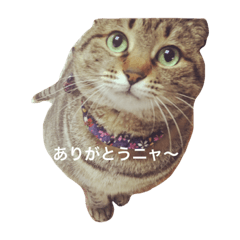 [LINEスタンプ] うちのクリス