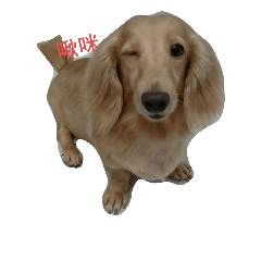 [LINEスタンプ] miki dog