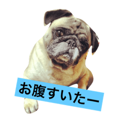 [LINEスタンプ] パグのプースケ