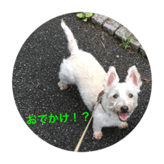 [LINEスタンプ] ☆愛されシュシュの日常☆②