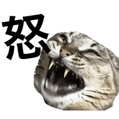 [LINEスタンプ] ふてぶてしいねこらん