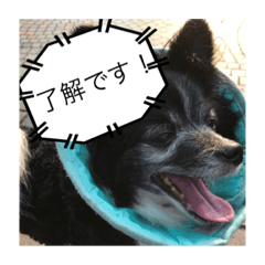 [LINEスタンプ] 我が家の愛犬の“のえる”