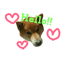 [LINEスタンプ] 柴犬 そっちゃん