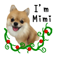 [LINEスタンプ] Mimi the cute Pomeranian(2)