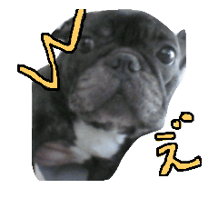 [LINEスタンプ] フレンチブルドッグしんのすけ.