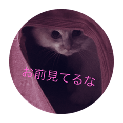 [LINEスタンプ] ねこちゃんとの会話