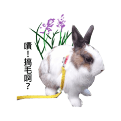 [LINEスタンプ] PolRabbit