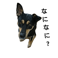 [LINEスタンプ] 犬の名前はサンタです