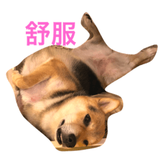 [LINEスタンプ] good good dog