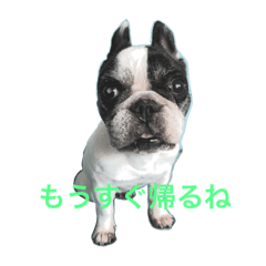 [LINEスタンプ] tamafuku