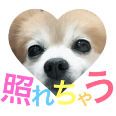 [LINEスタンプ] Pomeranian family cocoa＆tororo stamp2