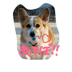 [LINEスタンプ] 愛犬モコと一緒に♡