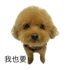 [LINEスタンプ] Poodle Teddy