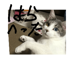 [LINEスタンプ] 可愛猫ちゃん達2