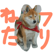 [LINEスタンプ] 眠い柴犬くー