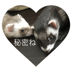 [LINEスタンプ] 可愛いフェレット達